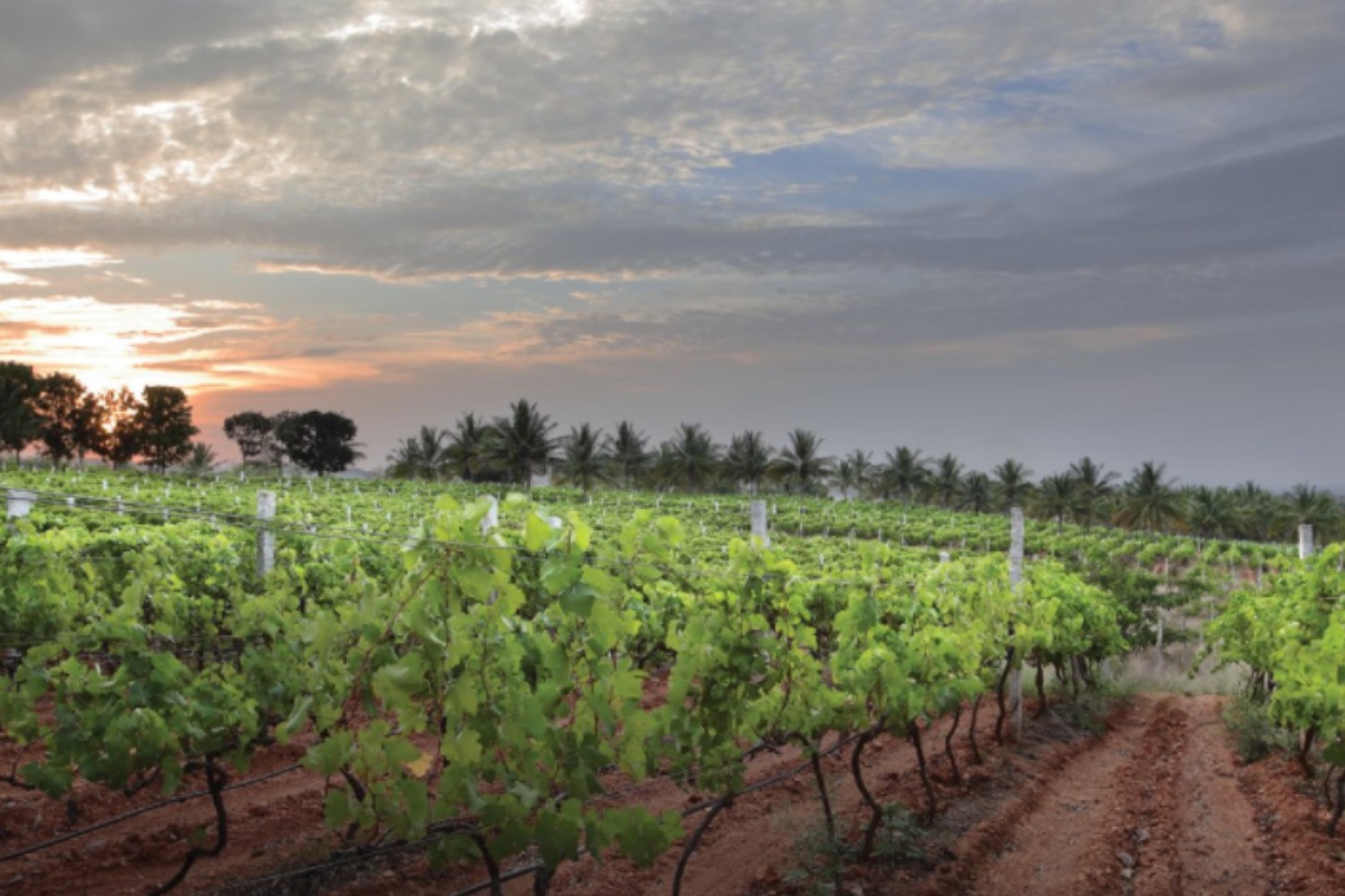 Grover Zampa Vineyards